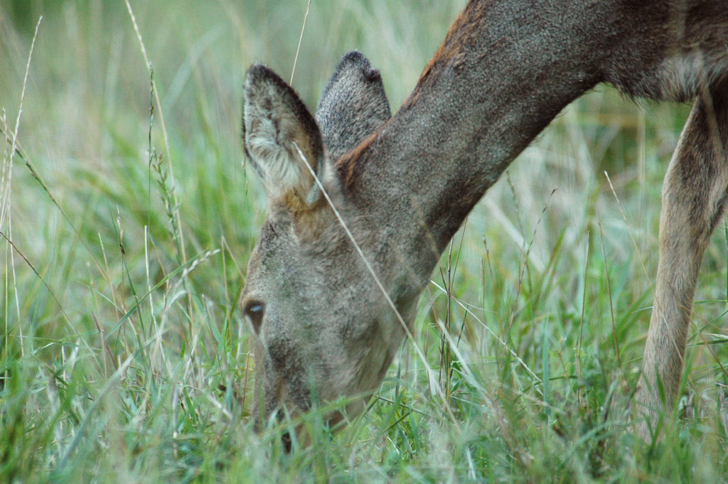 finalmente a cena...