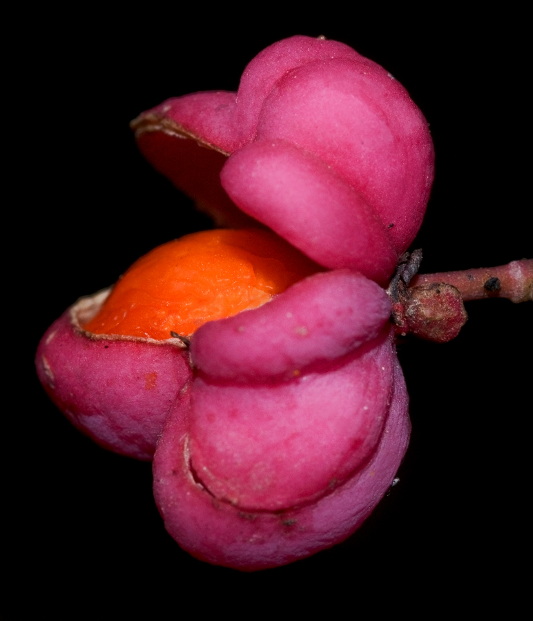 UOVO DELLA..... MICHELIN