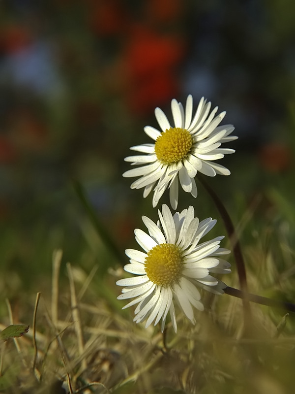 il prato di novembre