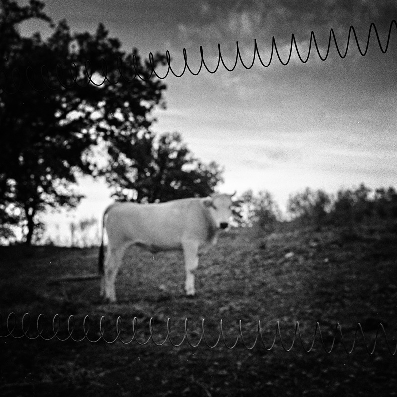 La mucca di Gracciano...o gi� di l�...