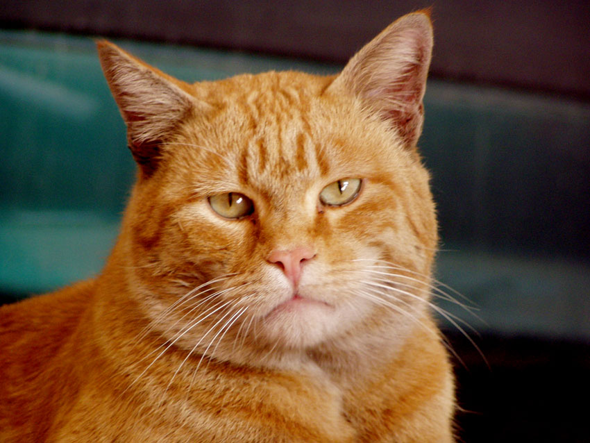 Gattino Isidoro ........