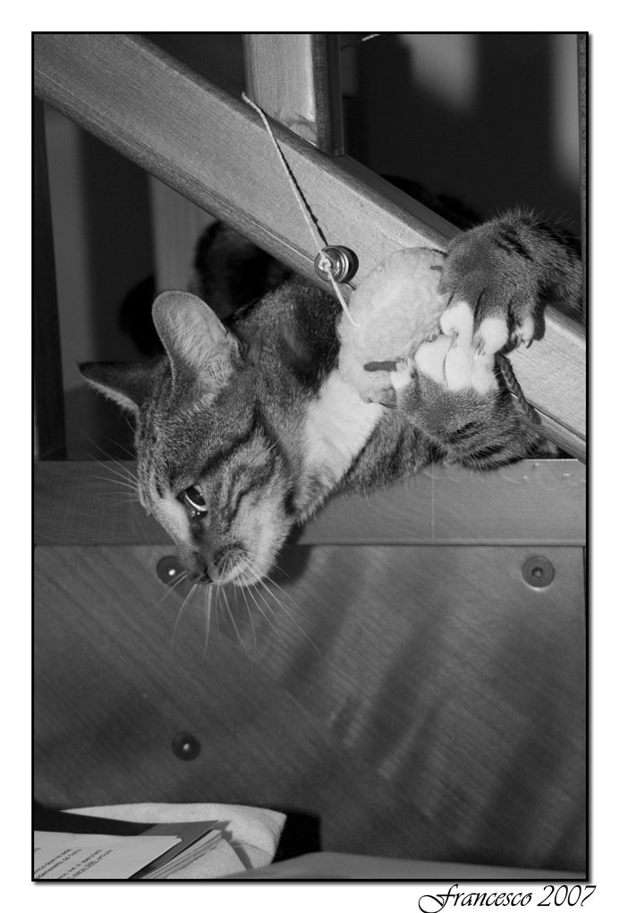 Come lo cucino??????