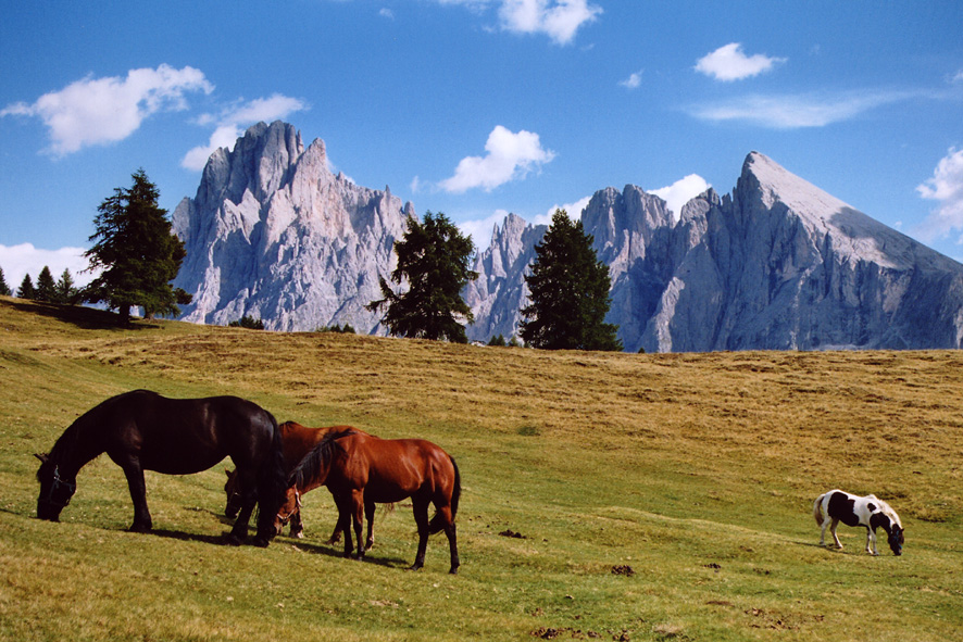 Cavalli all'Alpe di Siusi, originale