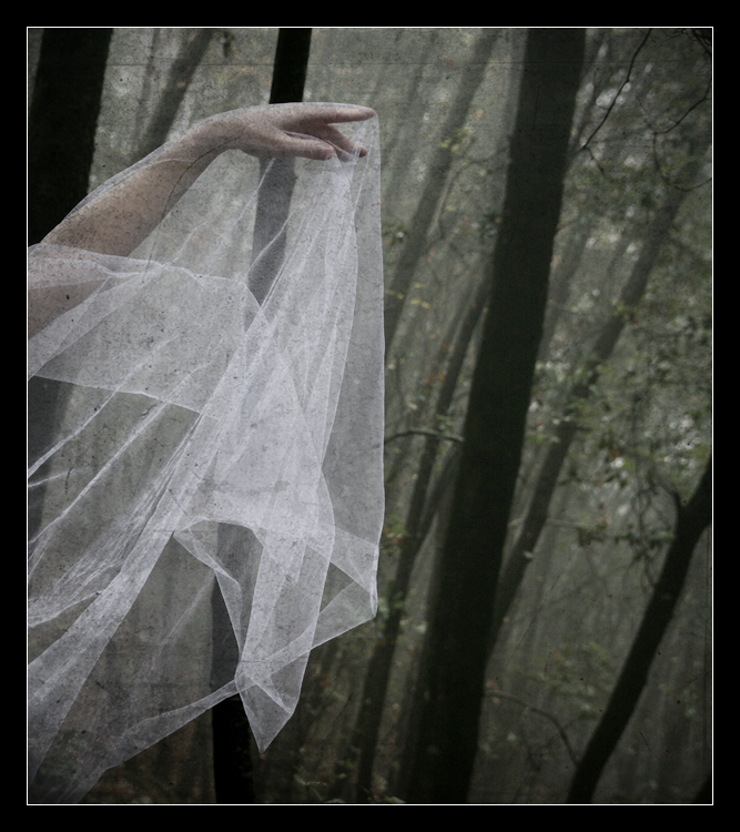 Danzando con gli Alberi