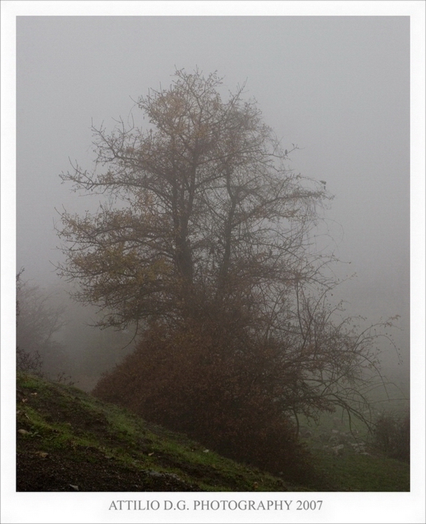 Un albero un po spettrale....