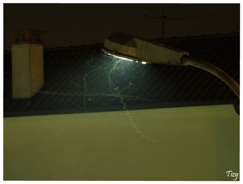 Il volo del pipistrello