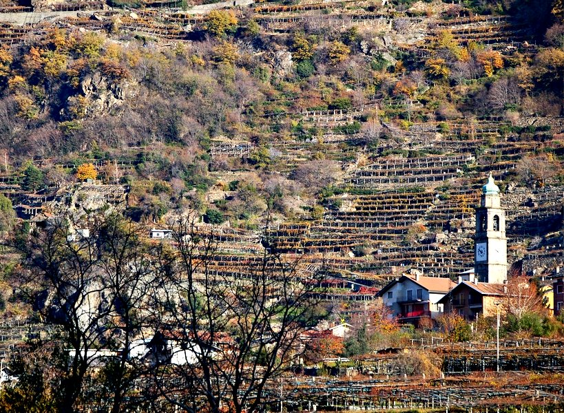 Carema dopo la vendemmia