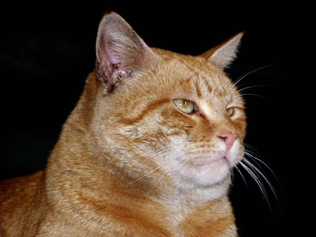 Mi sento una Tigre Stamattina....