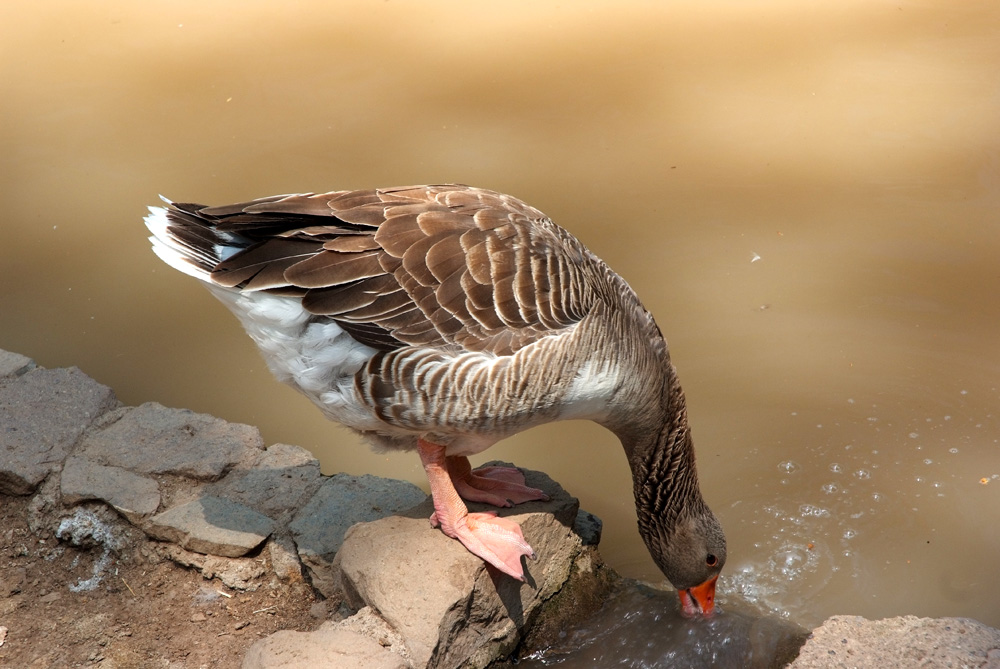 Animali