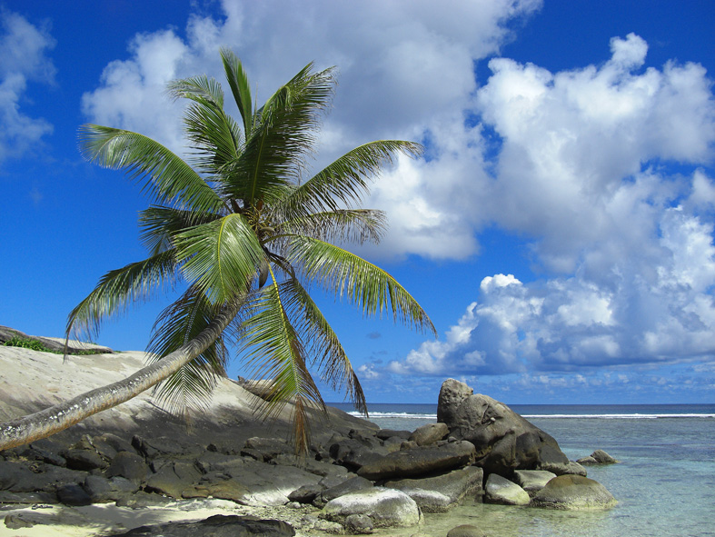 Palma ad Anse Forbans