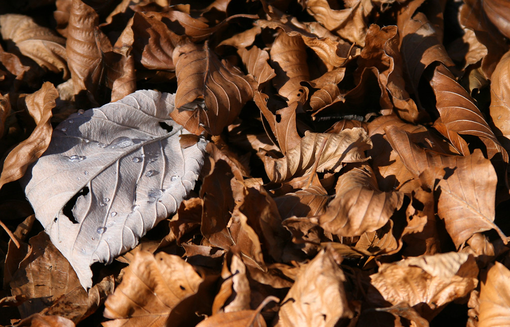 Lacrime di solitudine