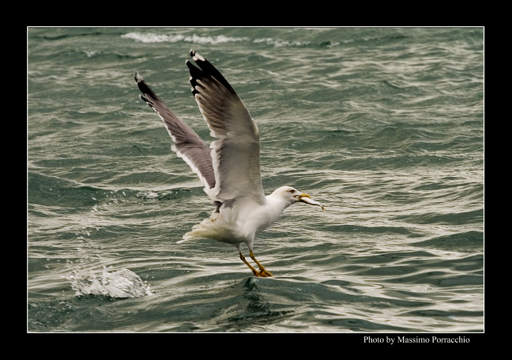 Il gabbiano con la preda