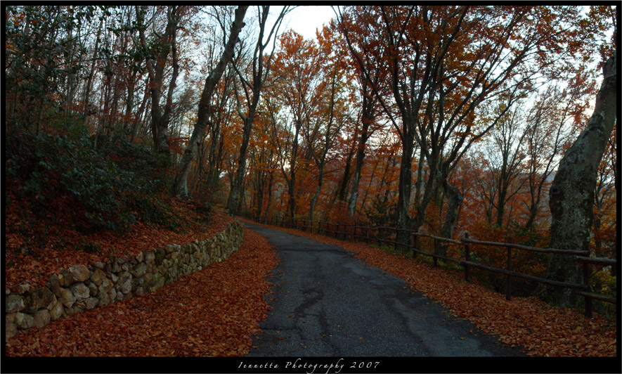 Una passeggiata nel bosco
