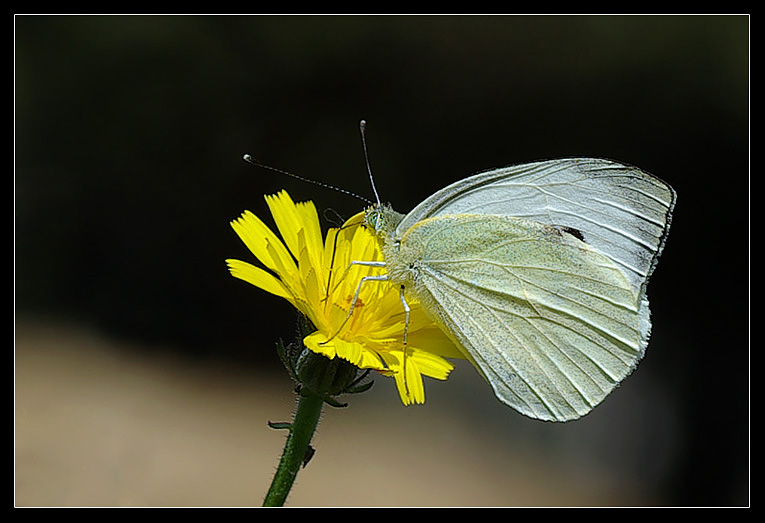 Pieris Brassicae