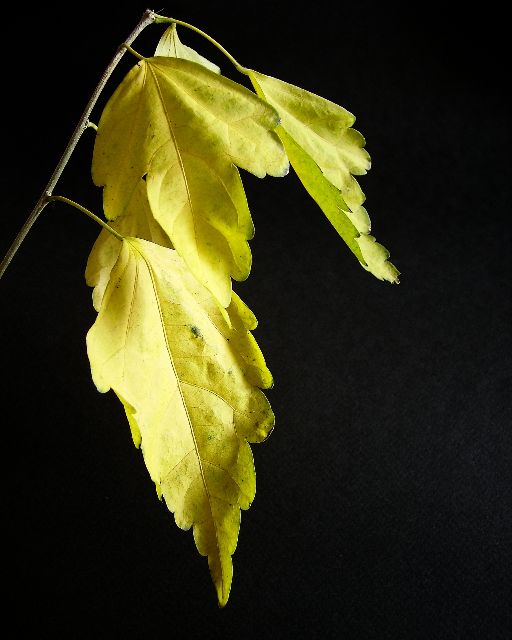 _..._ "Le ballerine"