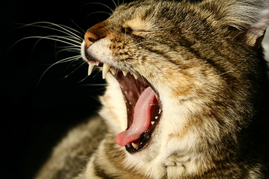 E' DURA.... LA VITA.....