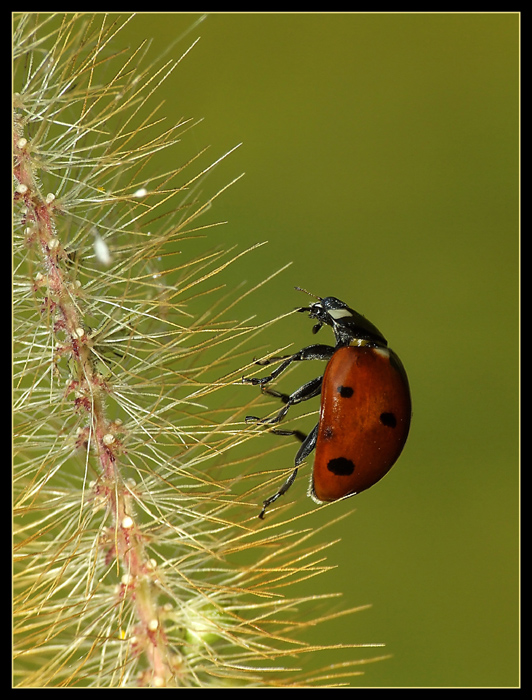 Coccinella
