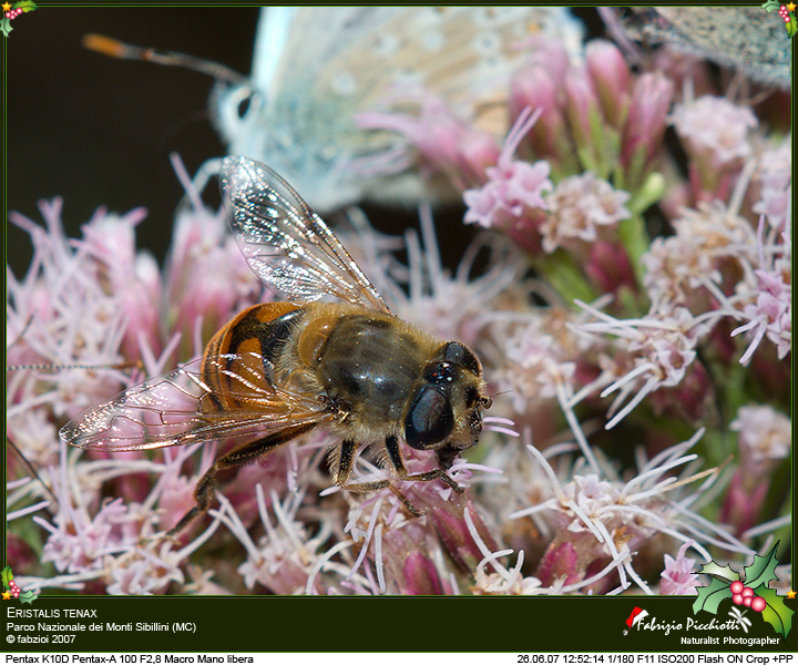 Periodo natalizio... cornicetta pure !
