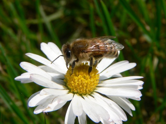 Ape su margherita