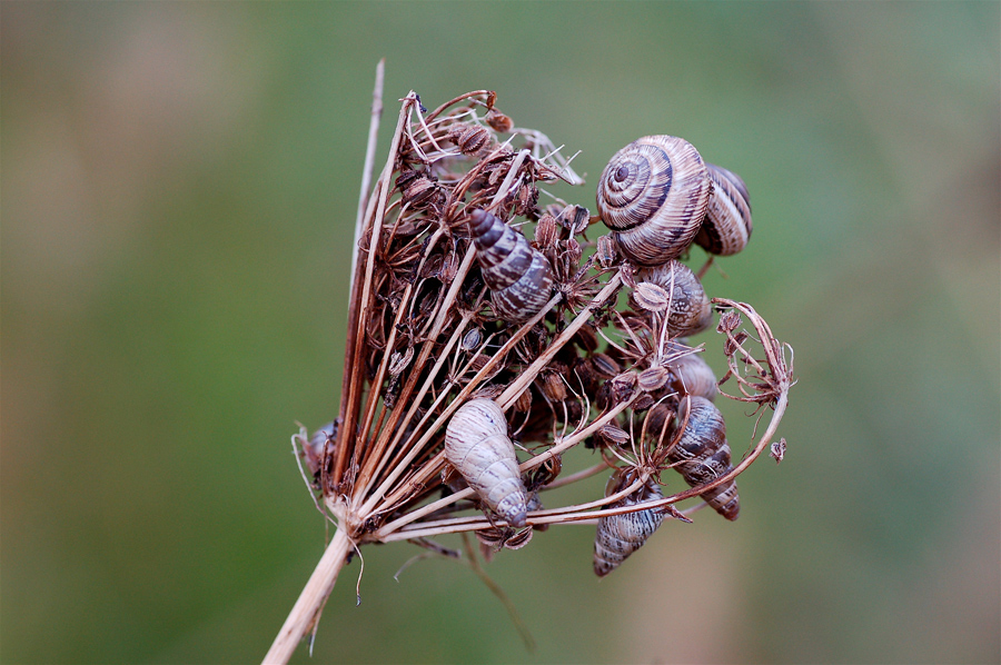 Il fiore delle piccole chiocciole