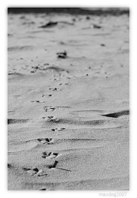 Per l'Arca? Sempre dritto, se fai in tempo (2)