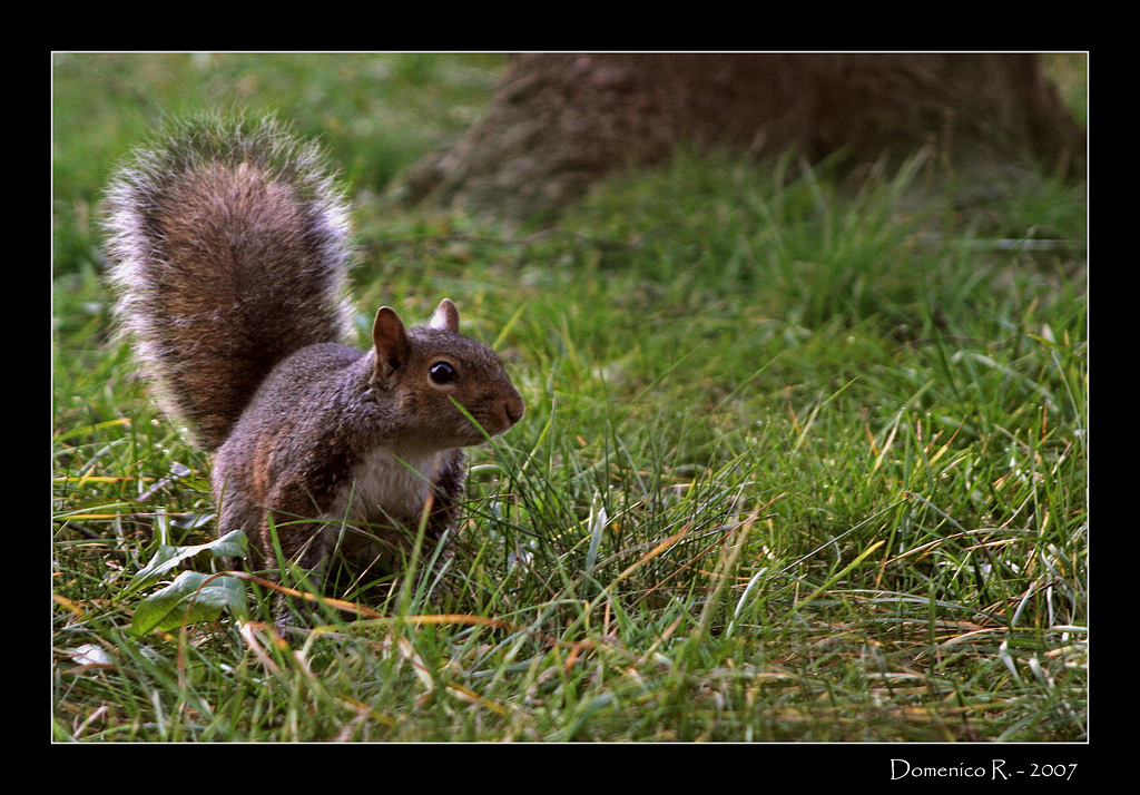 Di nuovo il nostro amico...