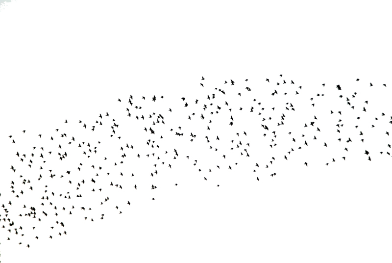 stornelli in formazione
