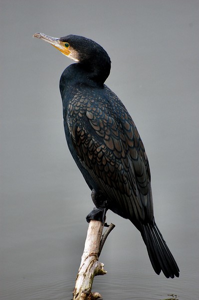 Cormorano