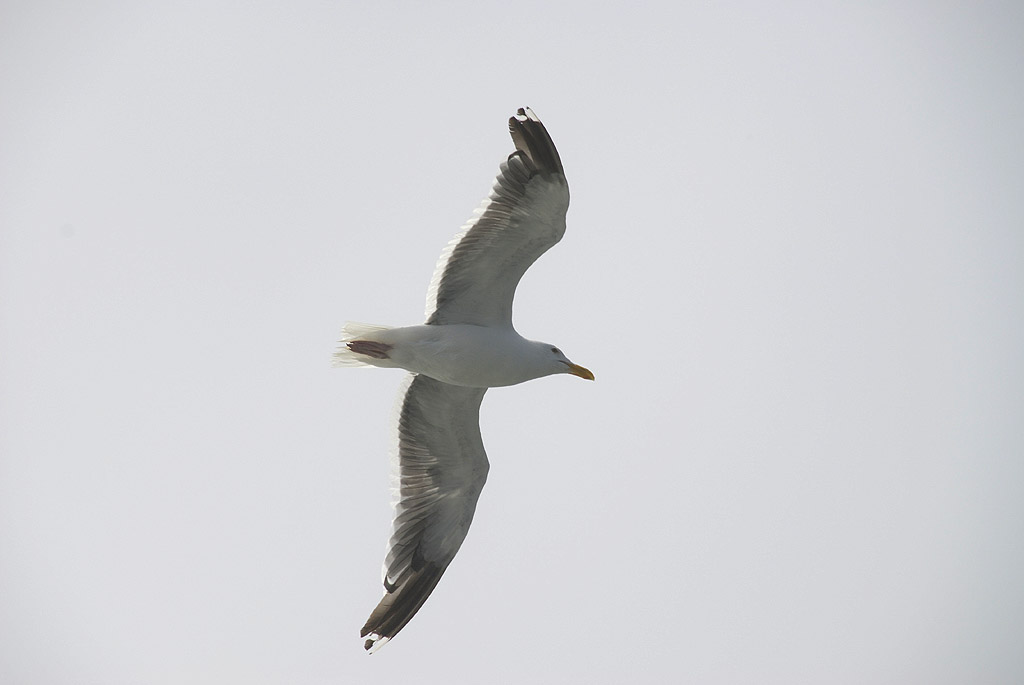 San Francisco Bay - Gabbiano nella nebbia