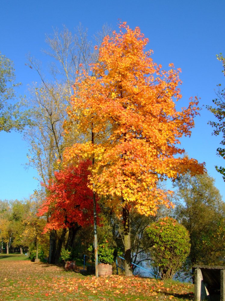 Autunno sull'Adda-1 Chrome