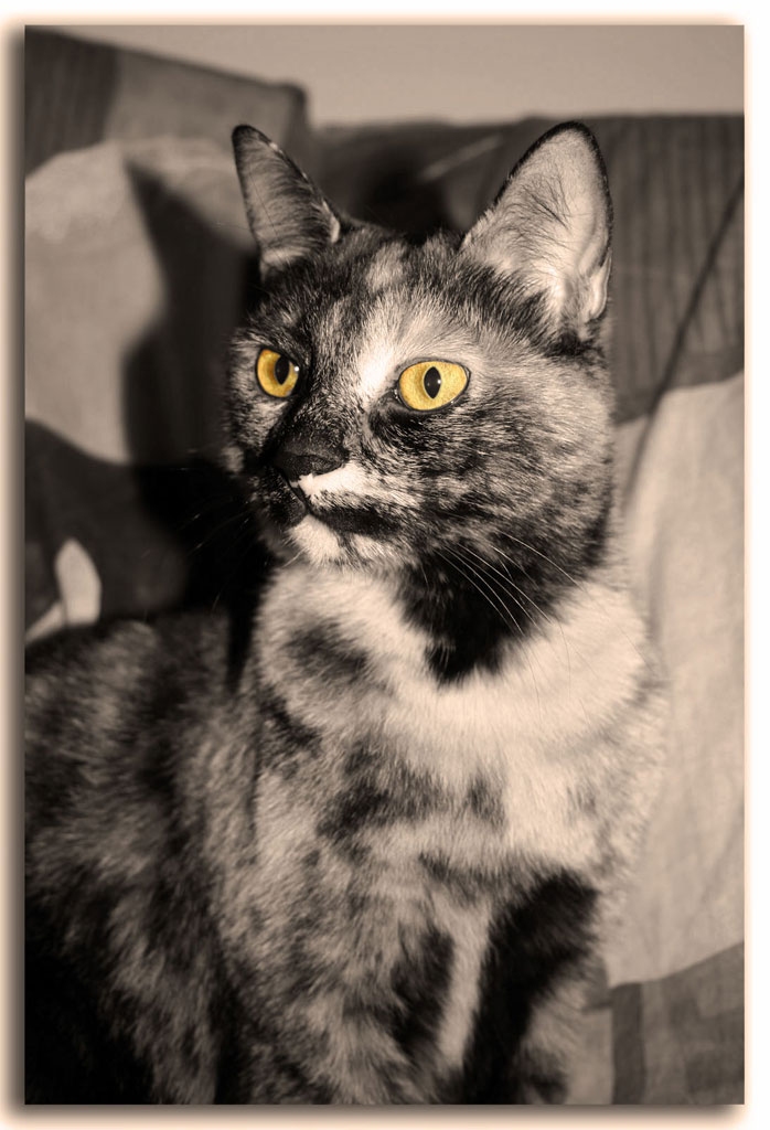 Forty forty in seppia