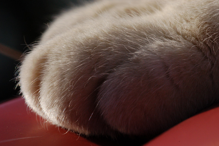 Tanto va la gatta all'auto ...