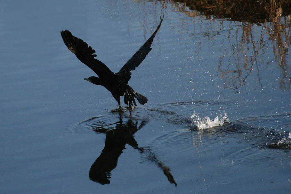 Decollo....Cormorano 1