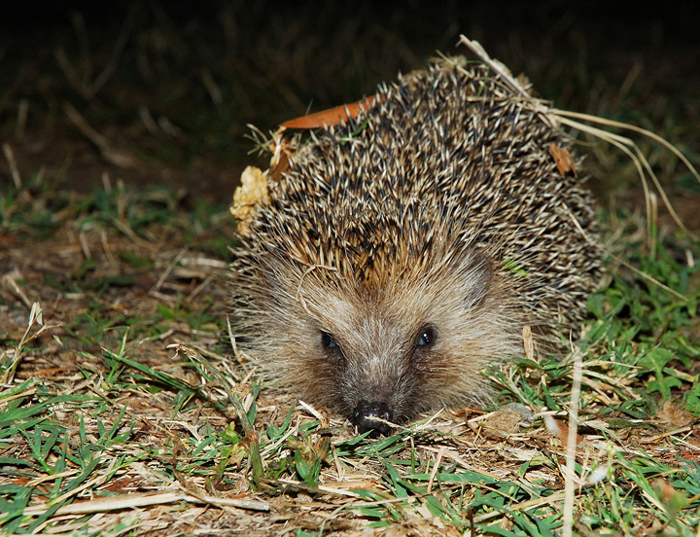 Un simpatico musetto