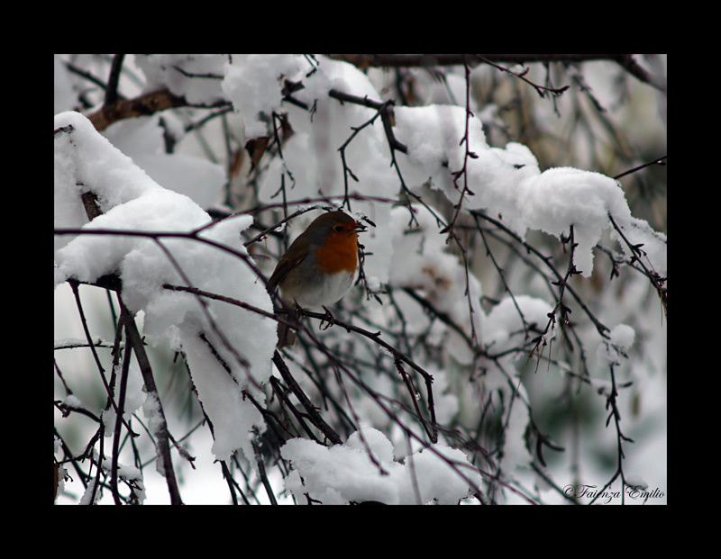 pettirosso nella neve