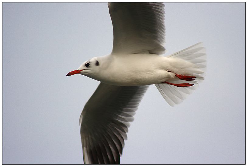 A caccia di gabbiani