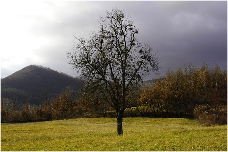L'albero del...... vischio!