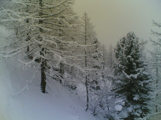 alberi innevati