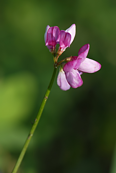 Dedicato a Passiflora
