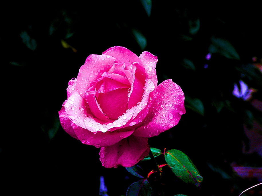 Raindrops keep falling on my rose