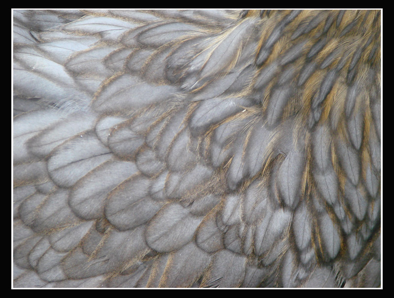piume