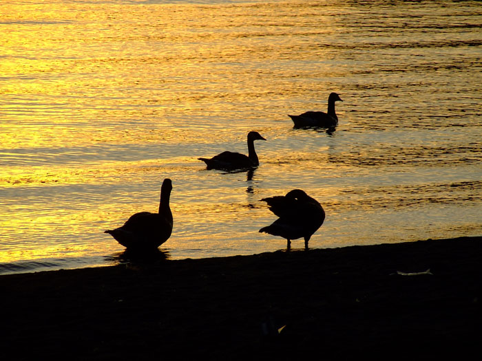 Oche in contrasto con magici colori dell'alba