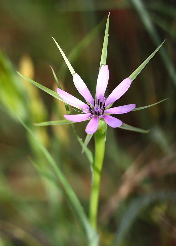 fiore di campo (dedicato a Cry2)