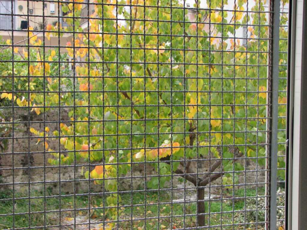 Prigionia angosciosa