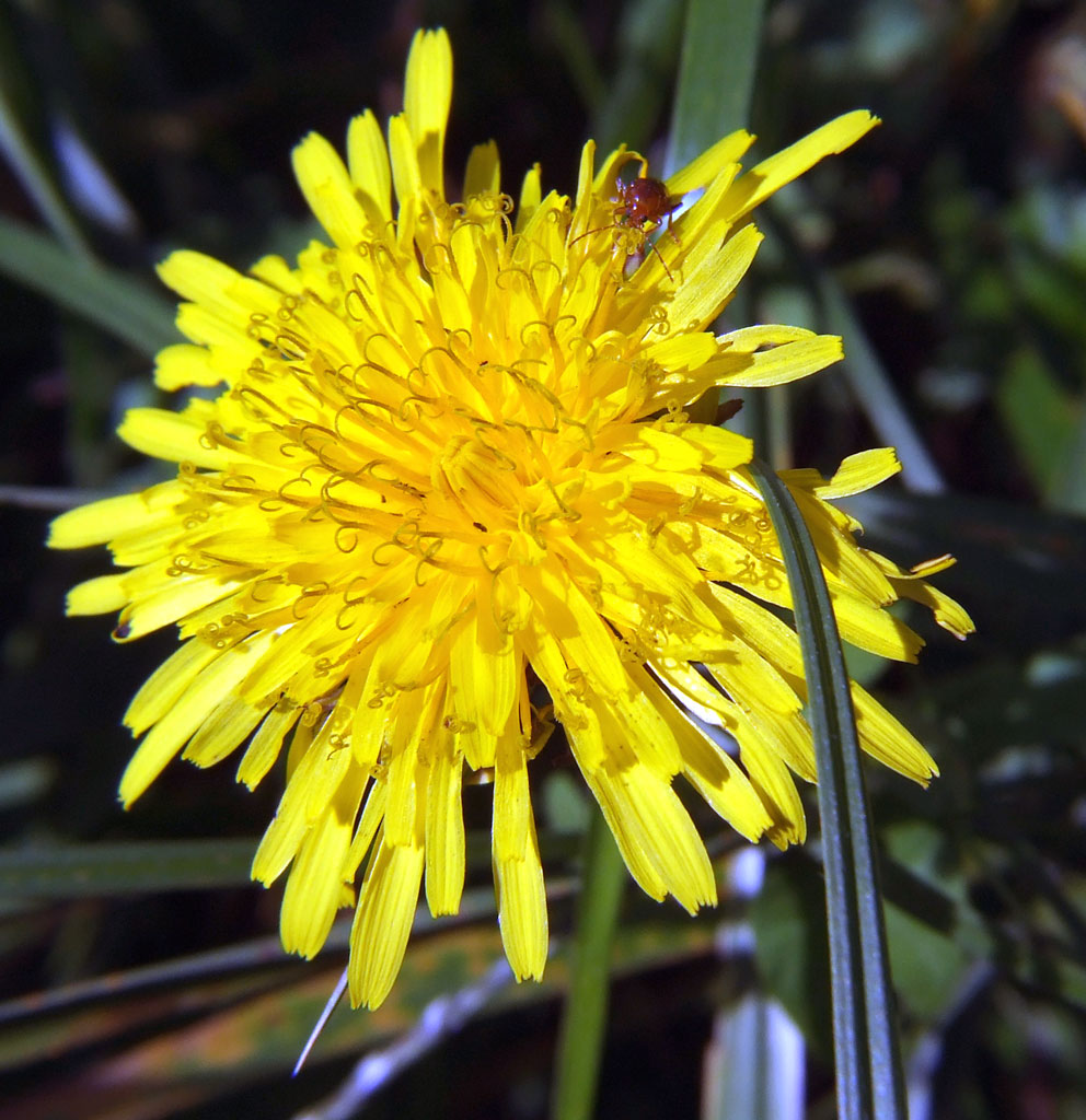 Ohi,ohi,ohi...sto per cadere,aiuto!!!