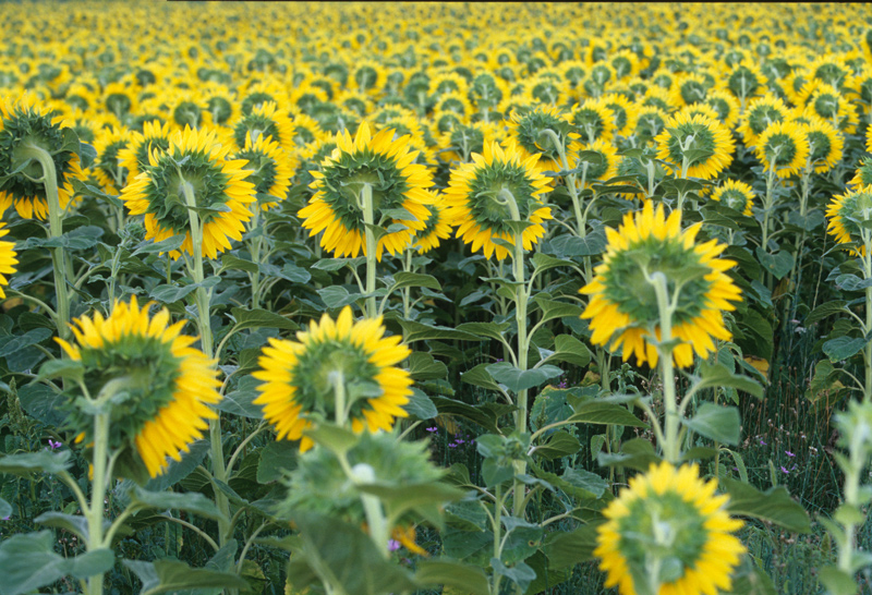 girasoli in val d'orcia