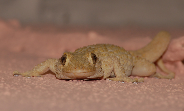 E aveva un solco lungo il viso 2 ... (crop)