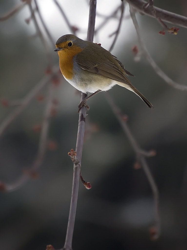 Pettirosso... caccia tra la neve