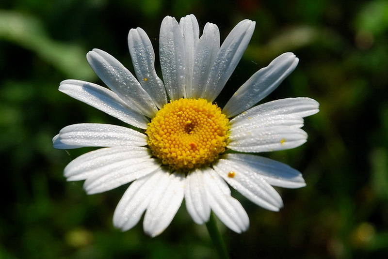 rugiada settembrina