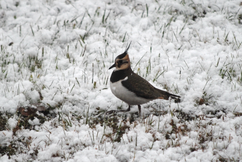 in cerca di qualcosa da mettere sotto il becco...